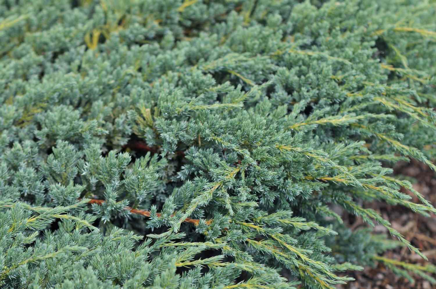 Creeping juniper