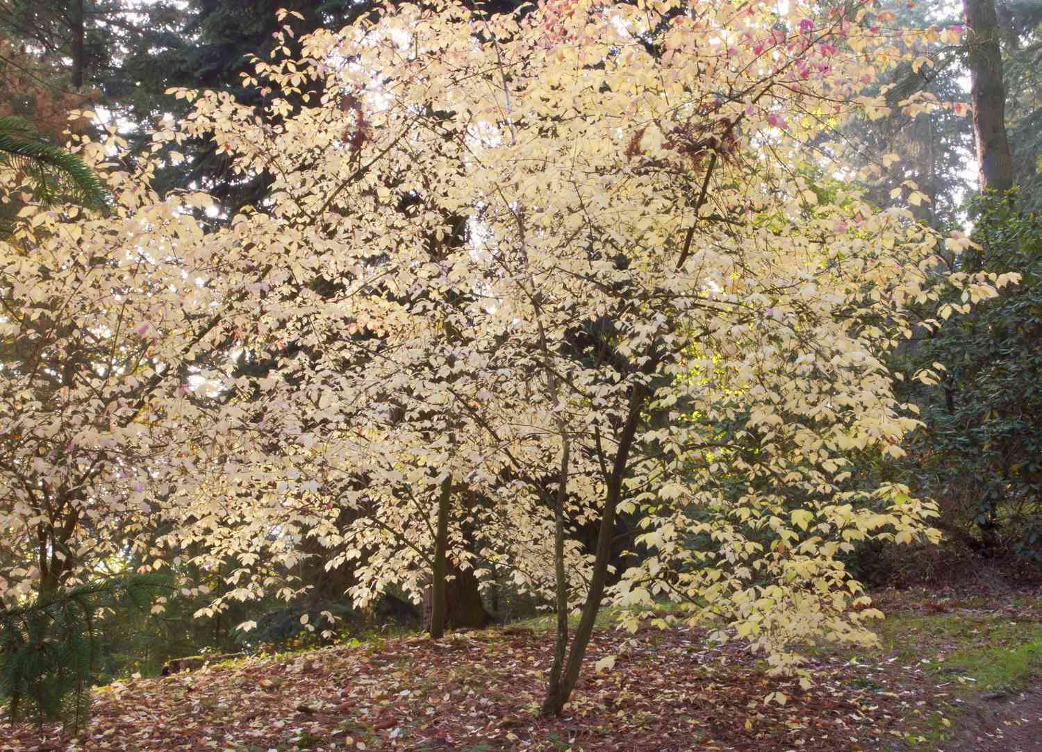 Europäischer Spindelbaum mit gelben Blättern im Wald