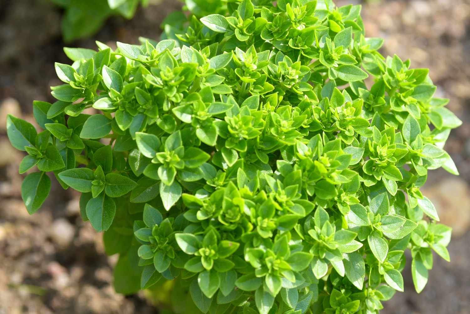 Plante de basilic avec des fleurs à petites feuilles agglutinées