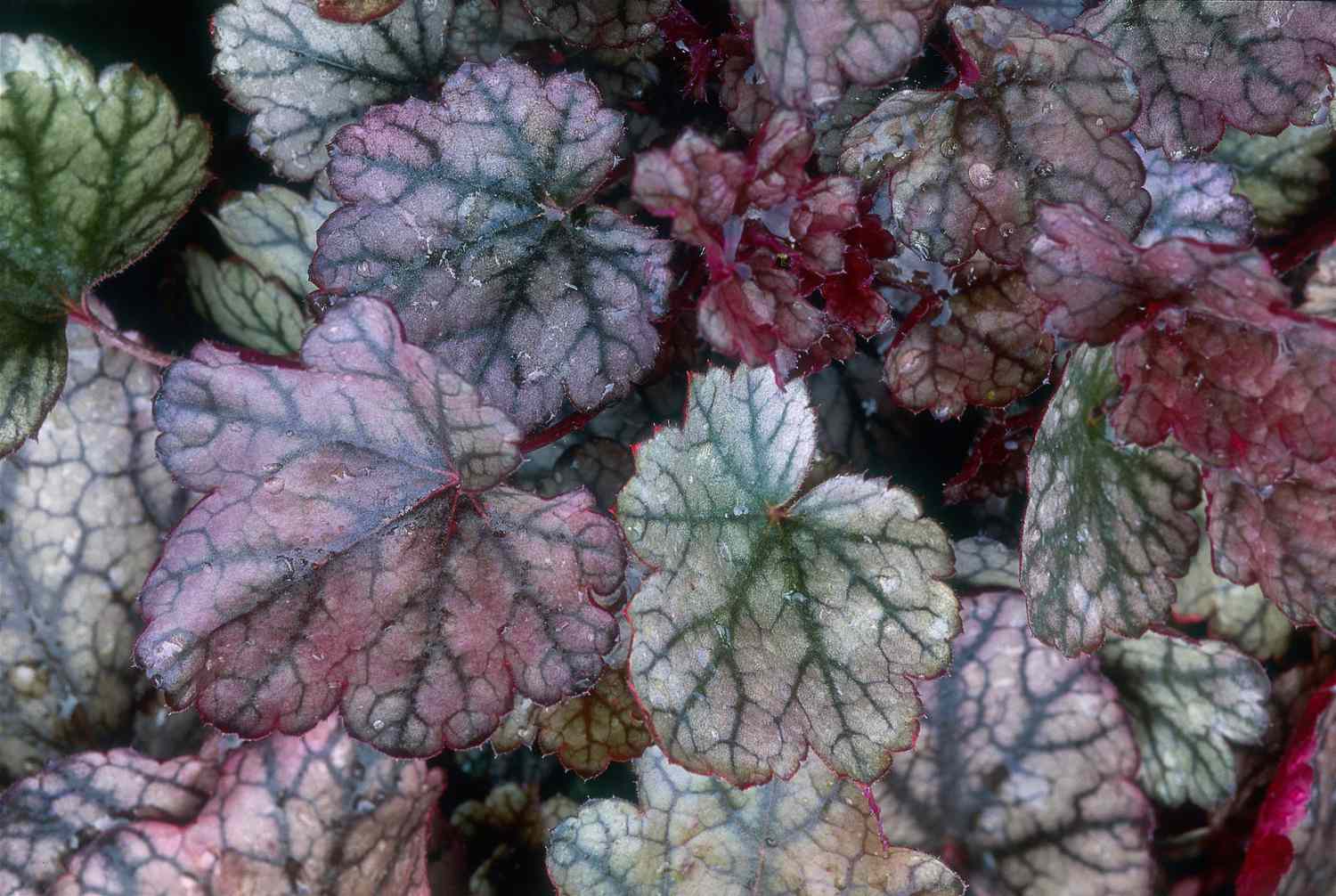 Heuchera (Heuchera) 'Silver Scrolls'