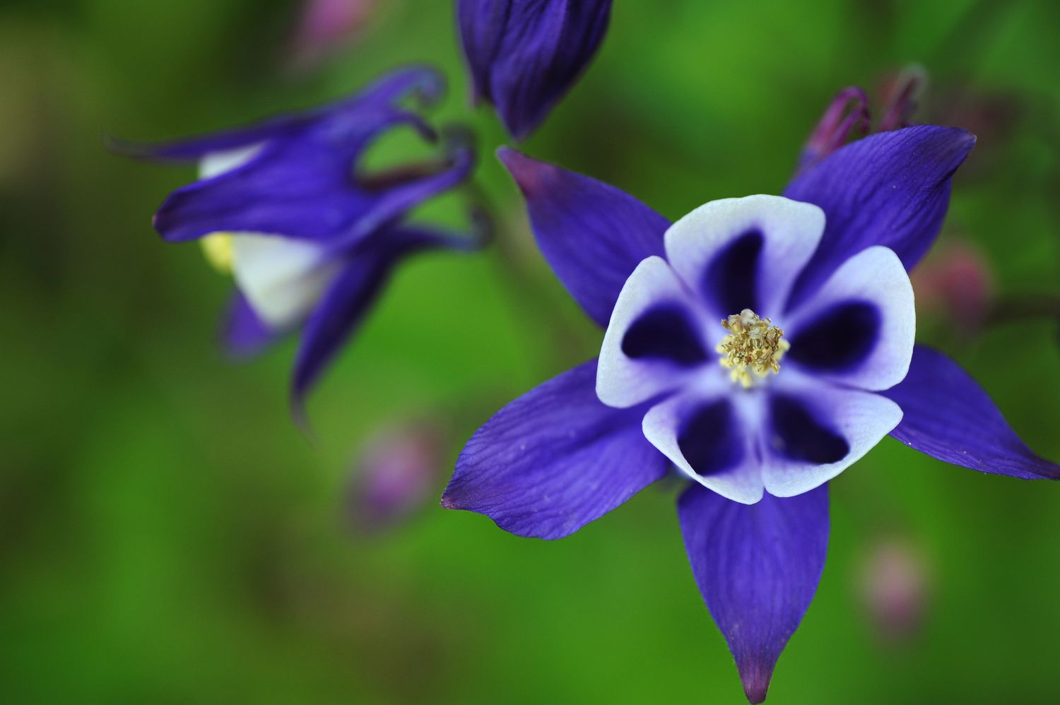 closeup of columbine flowers