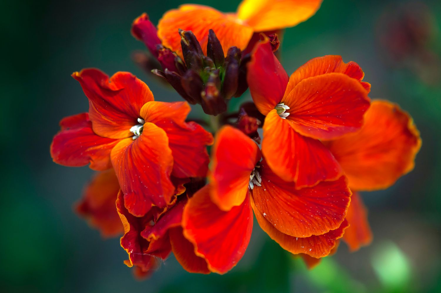Fire king wallflower plant with red flowers and buds closeup