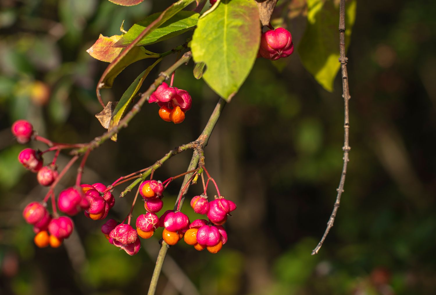 Europäischer Spindelbaumzweig mit fuchsienfarbenen Beeren in Nahaufnahme