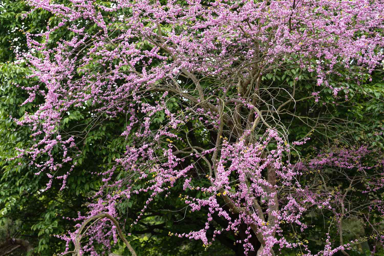 Trauriger Rotbudbaum mit geschwungenen Ästen und rosa Blüten