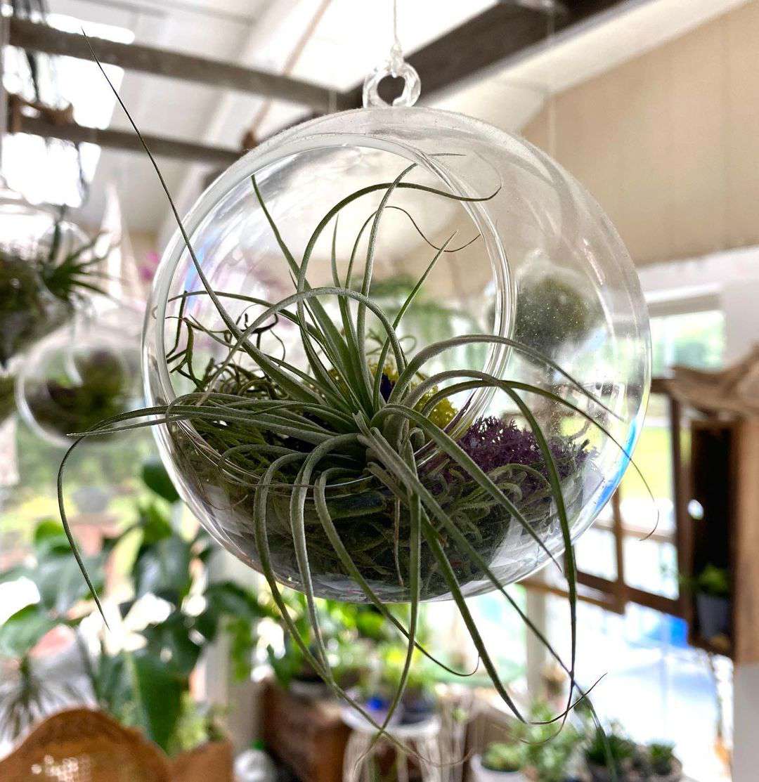 Hanging globe terrarium with an air plant inside