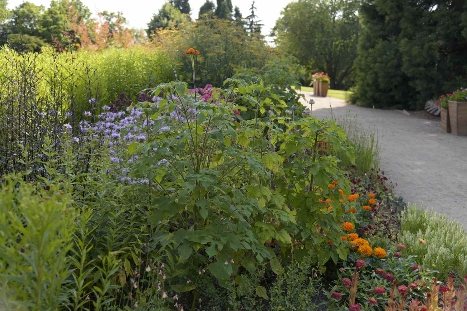 Mexikanische Sonnenblumenpflanze mit großen grünen Blättern und orangefarbener Blüte an der Spitze eines dünnen Stiels