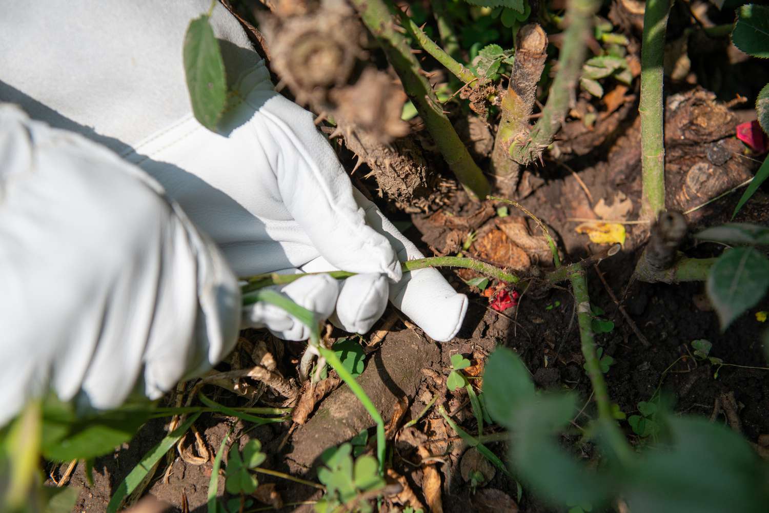 Floribunda-Rosensauger von Hand am Fuß des Strauchs herausgerissen
