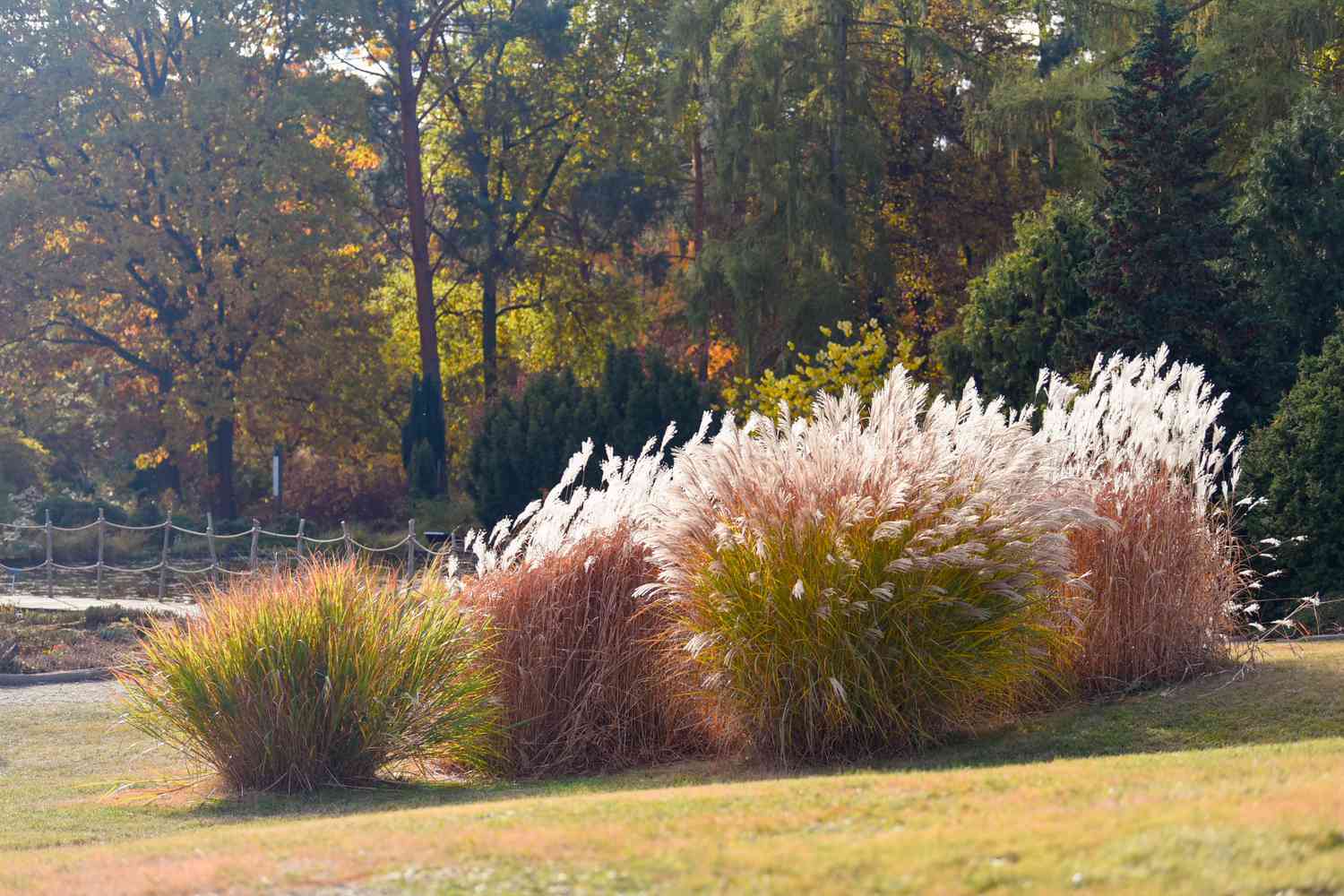 Silvergrasses clustered in middle of lawn with white feathery plumes