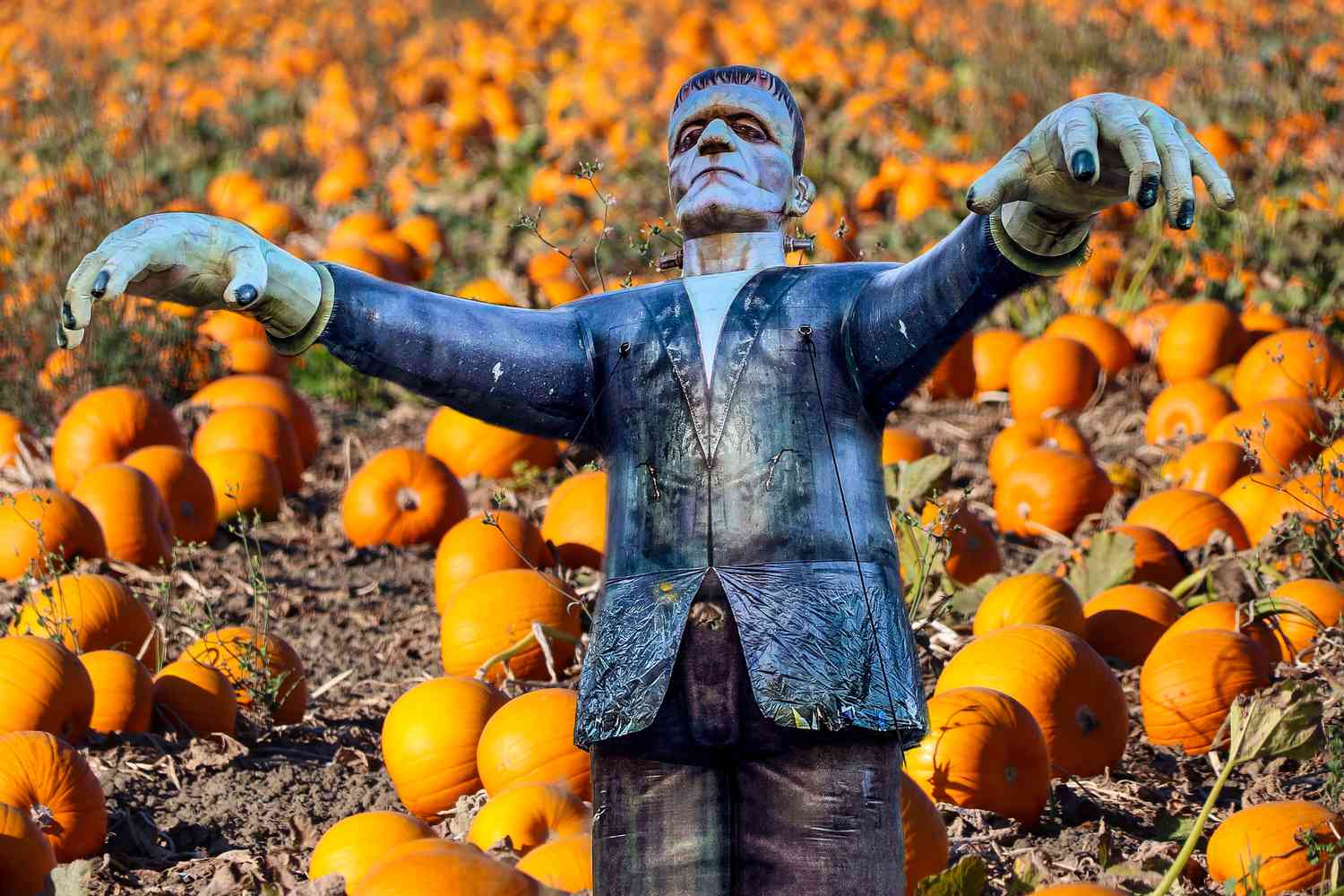 frankenstein's monster in pumpkin patch