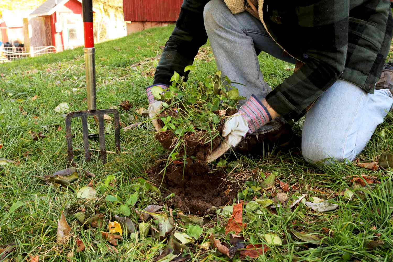 Wildes Veilchen mit einer Harke entfernt und in der Hand gehalten