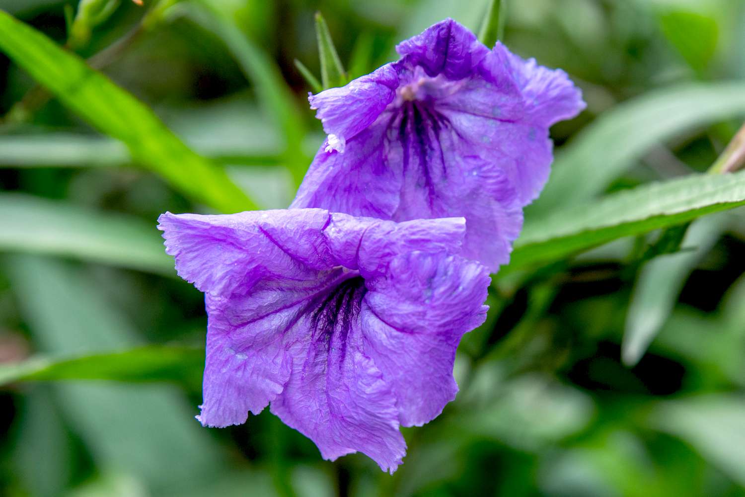 Primer plano de flores de petunia mexicana con pétalos de color púrpura intenso