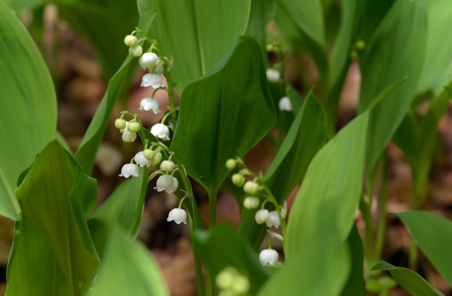 Maiglöckchenpflanze mit winzigen weißen glockenförmigen Blüten, die von großen Blättern umgeben sind