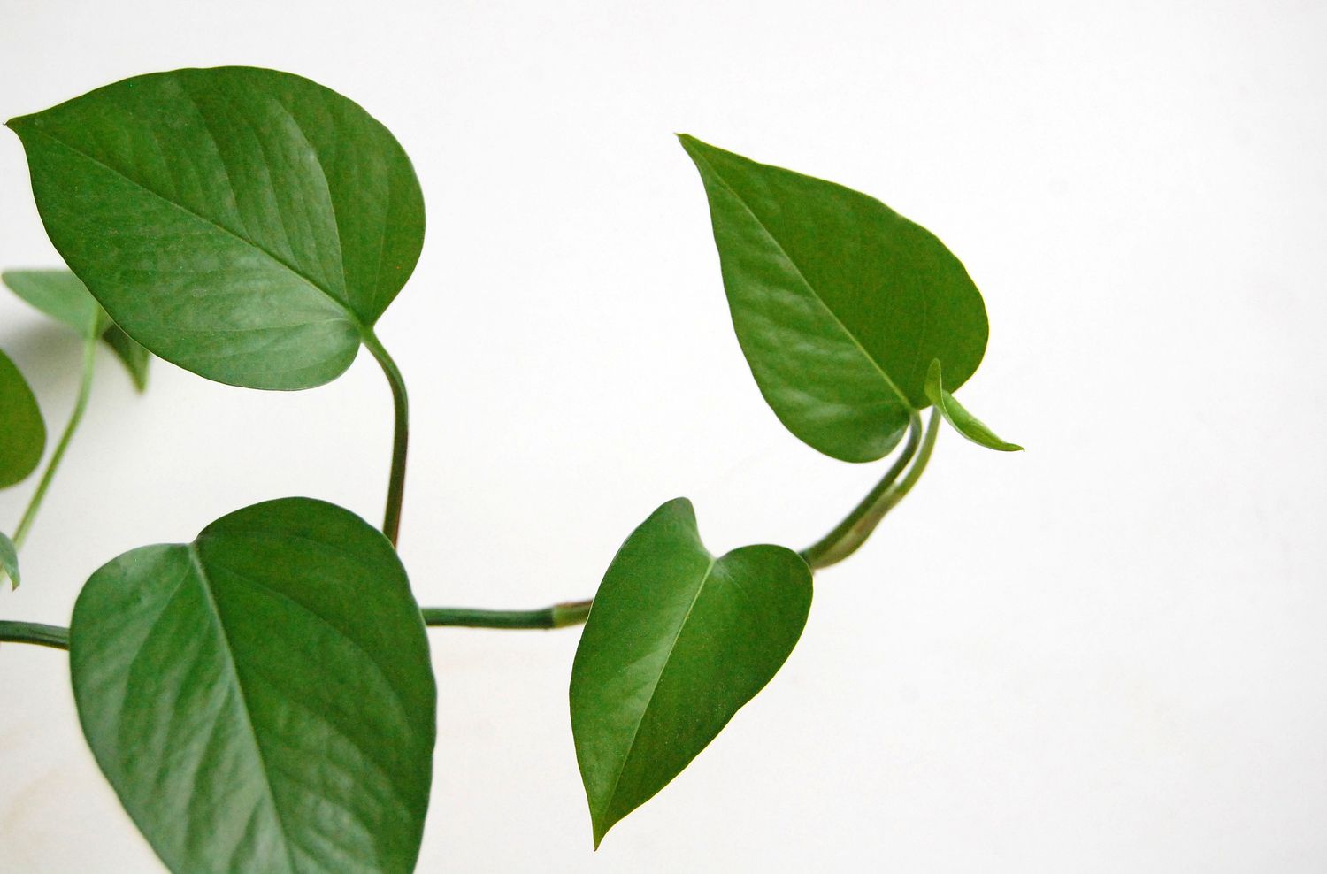 A trailing pothos with new growth at the end.