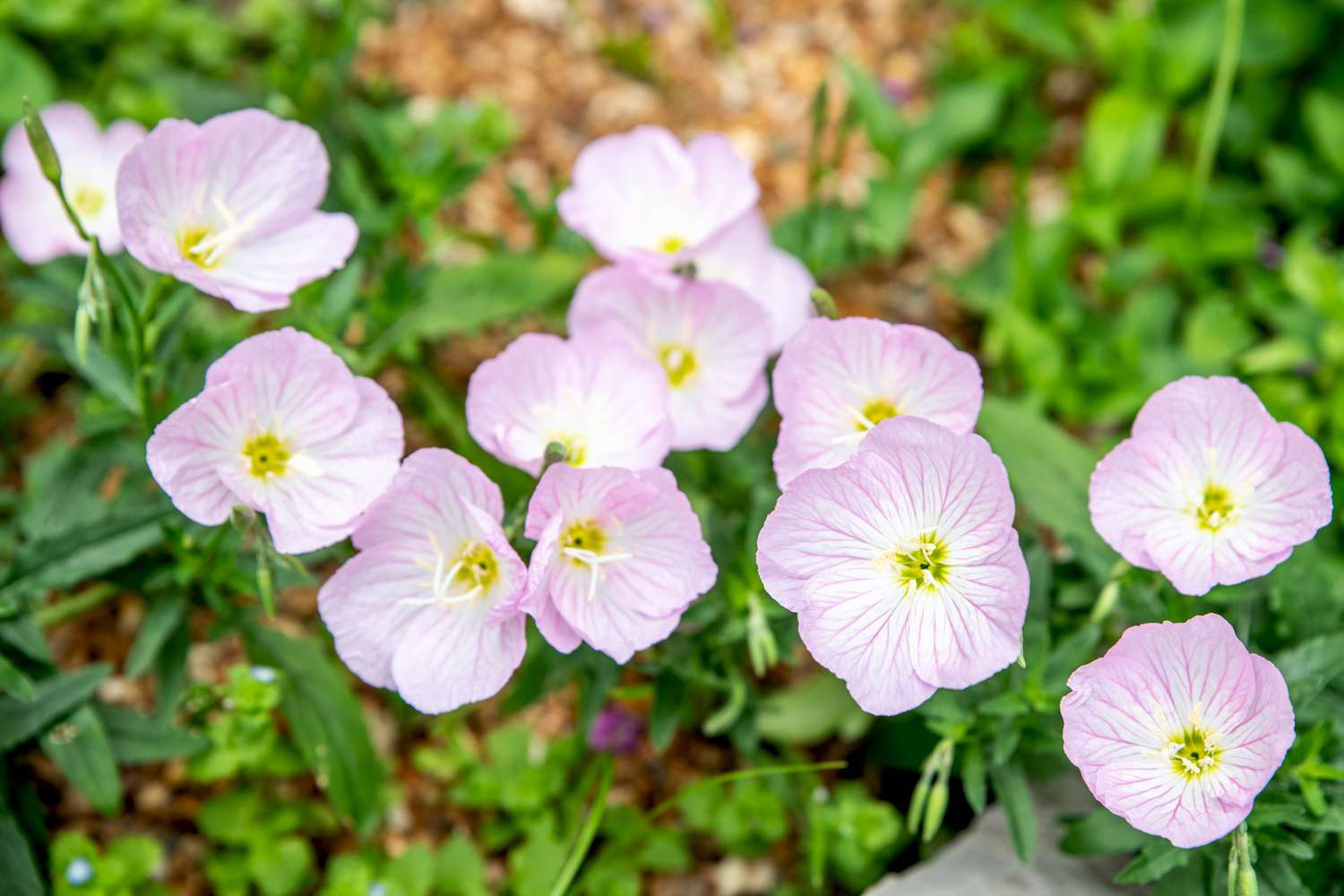 Flores de onagra rosa con pétalos superpuestos de color rosa pálido y blanco con centros de color amarillo verdoso