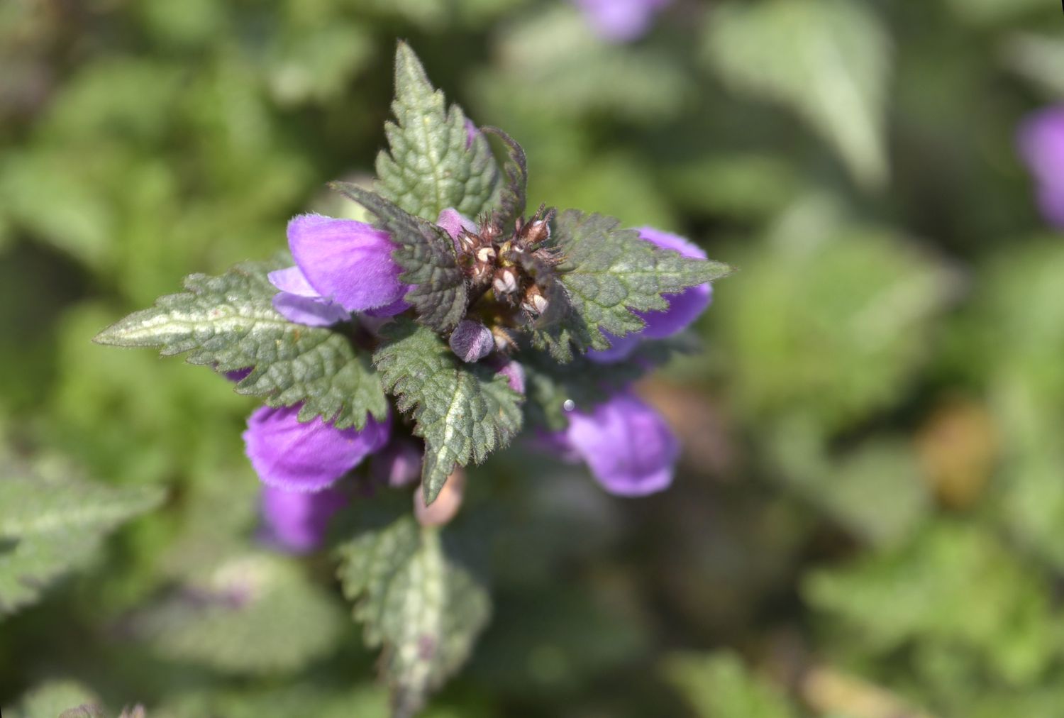 Gefleckter abgestorbener Nesselpflanzenstängel mit silbrig-grünen Blättern, kleinen rosa Blüten und Knospe an der Spitze in Nahaufnahme