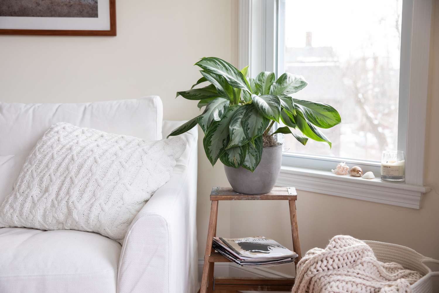 Comment cultiver et prendre soin de l’Aglaonema en intérieur