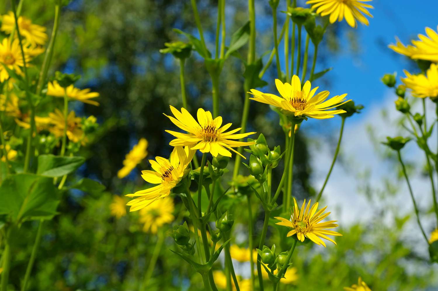 Becherpflanze (Silphium perfoliatum)