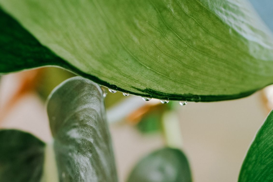 Was verursacht Wassertropfen auf Blättern von Zimmerpflanzen?