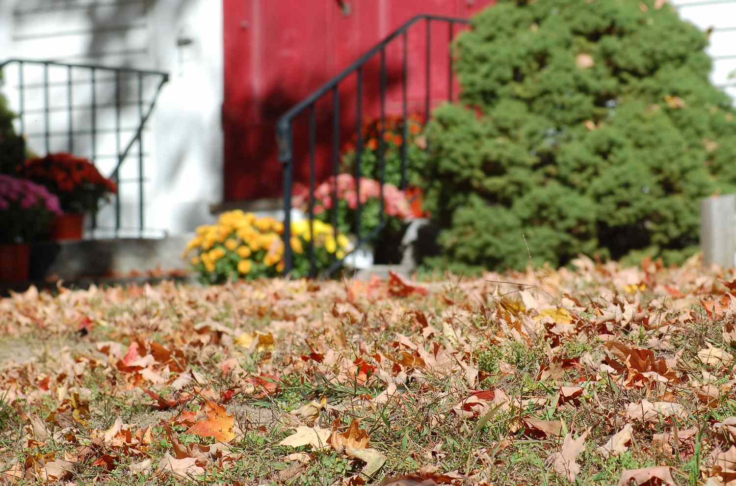 Comment savoir quand il est temps de commencer à ratisser les feuilles