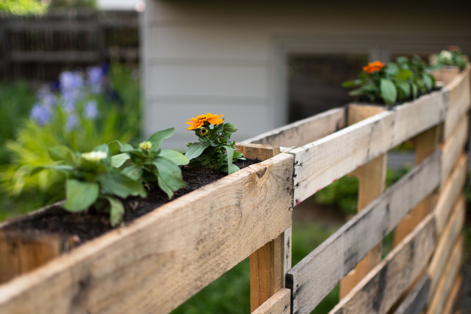 Palettes de bois utilisées comme lit de jardin et clôture avec des fleurs d'oranger