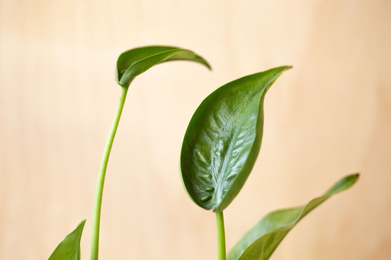 Alocasia planta bailarina diminuta tallos con hojas puntiagudas de color verde oscuro en tallos delgados