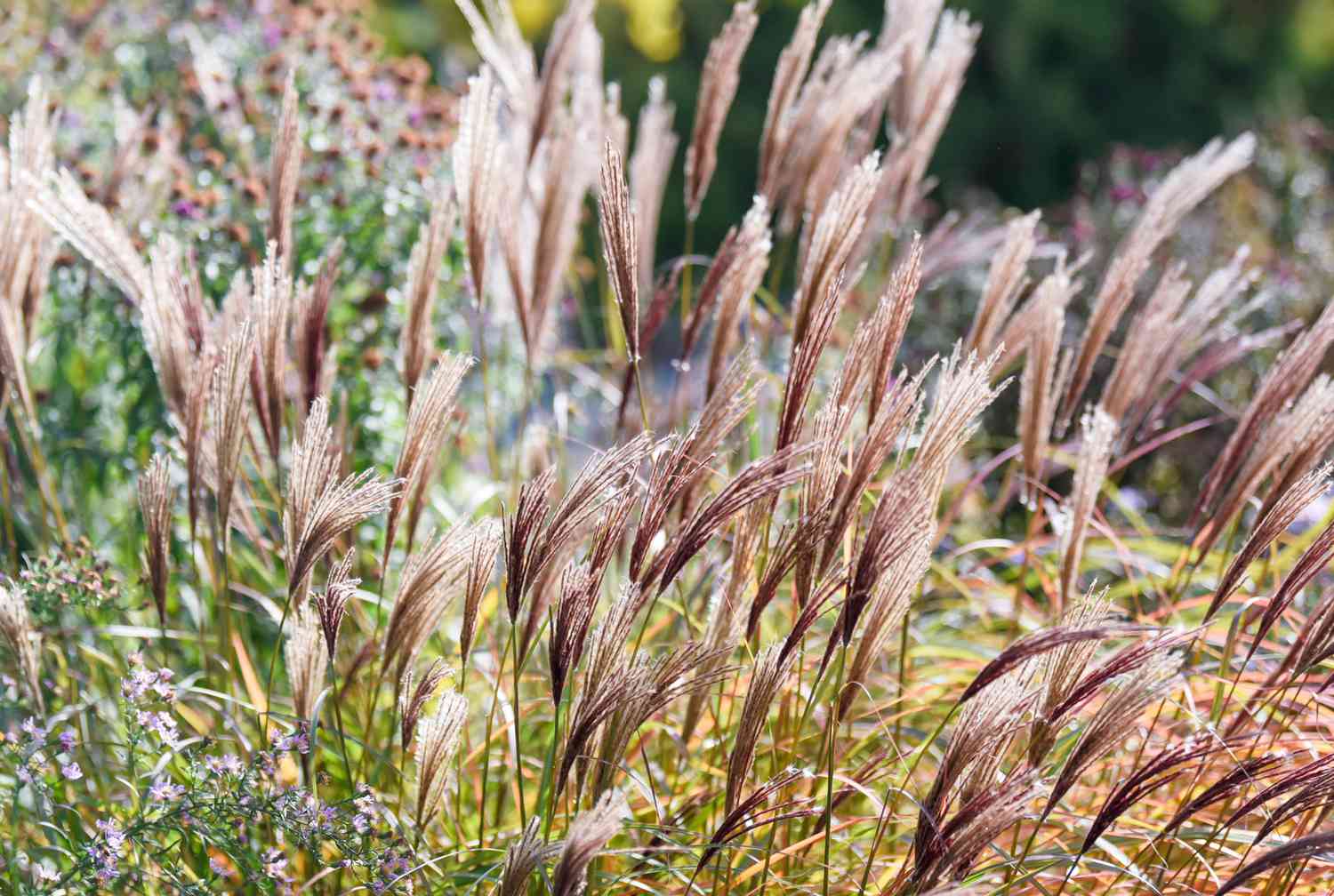 Silvergrass plumes with tan and brown feathery flowers in garden