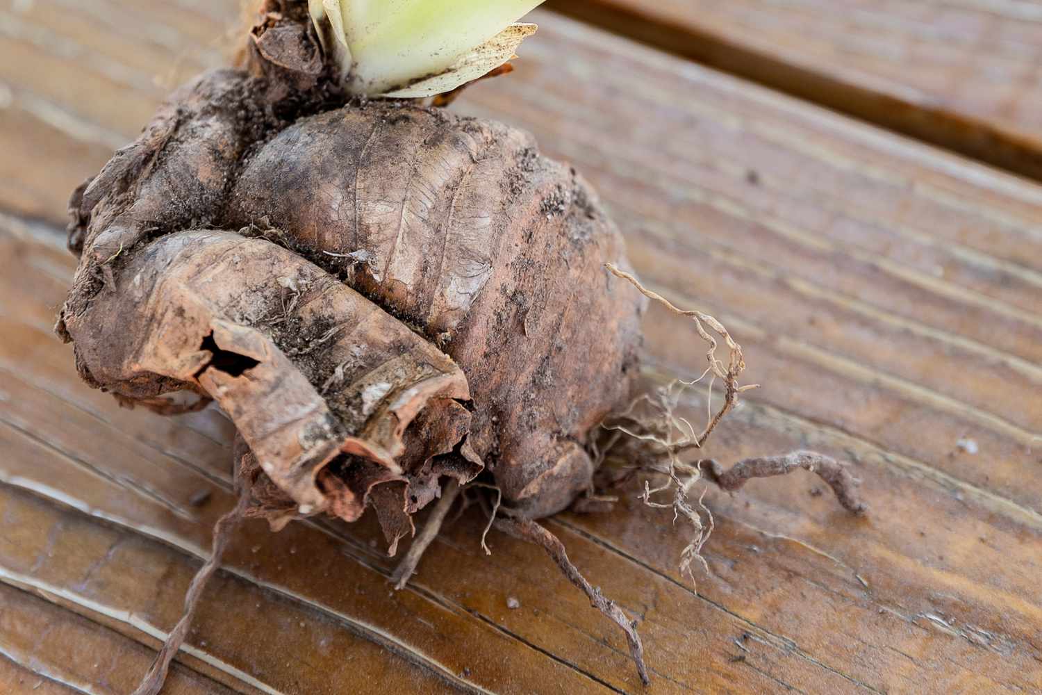 Freiliegendes Rhizom mit dichten Internodien auf Holzoberfläche verklumpt