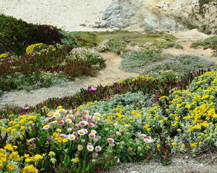 Qué es el paisajismo costero?