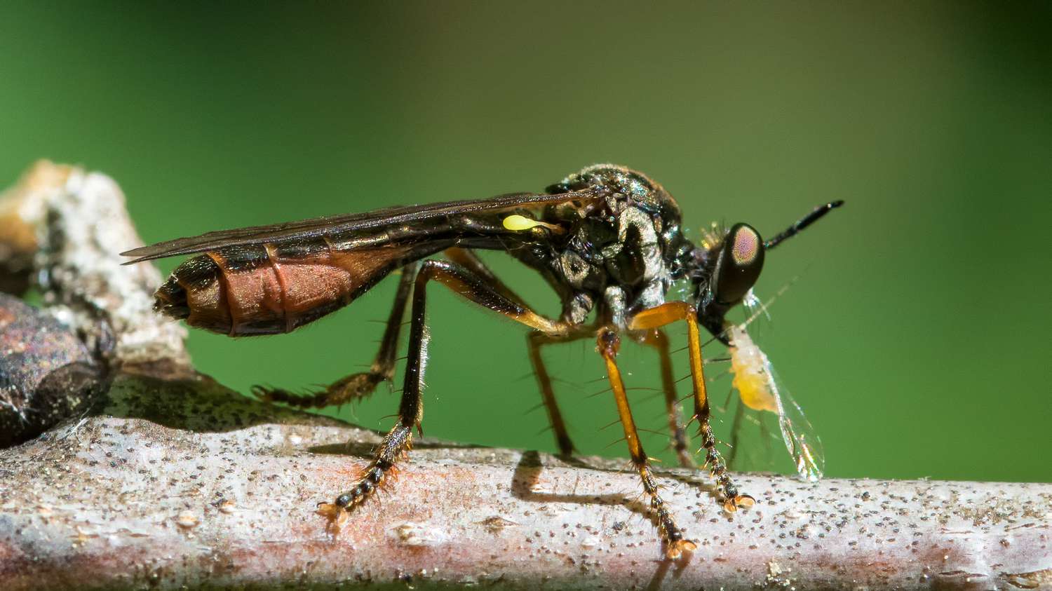 Parasitische Wespen zur Schädlingsbekämpfung im Garten