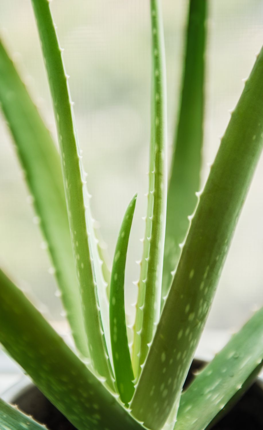 closeup de aloe vera mostrando a textura