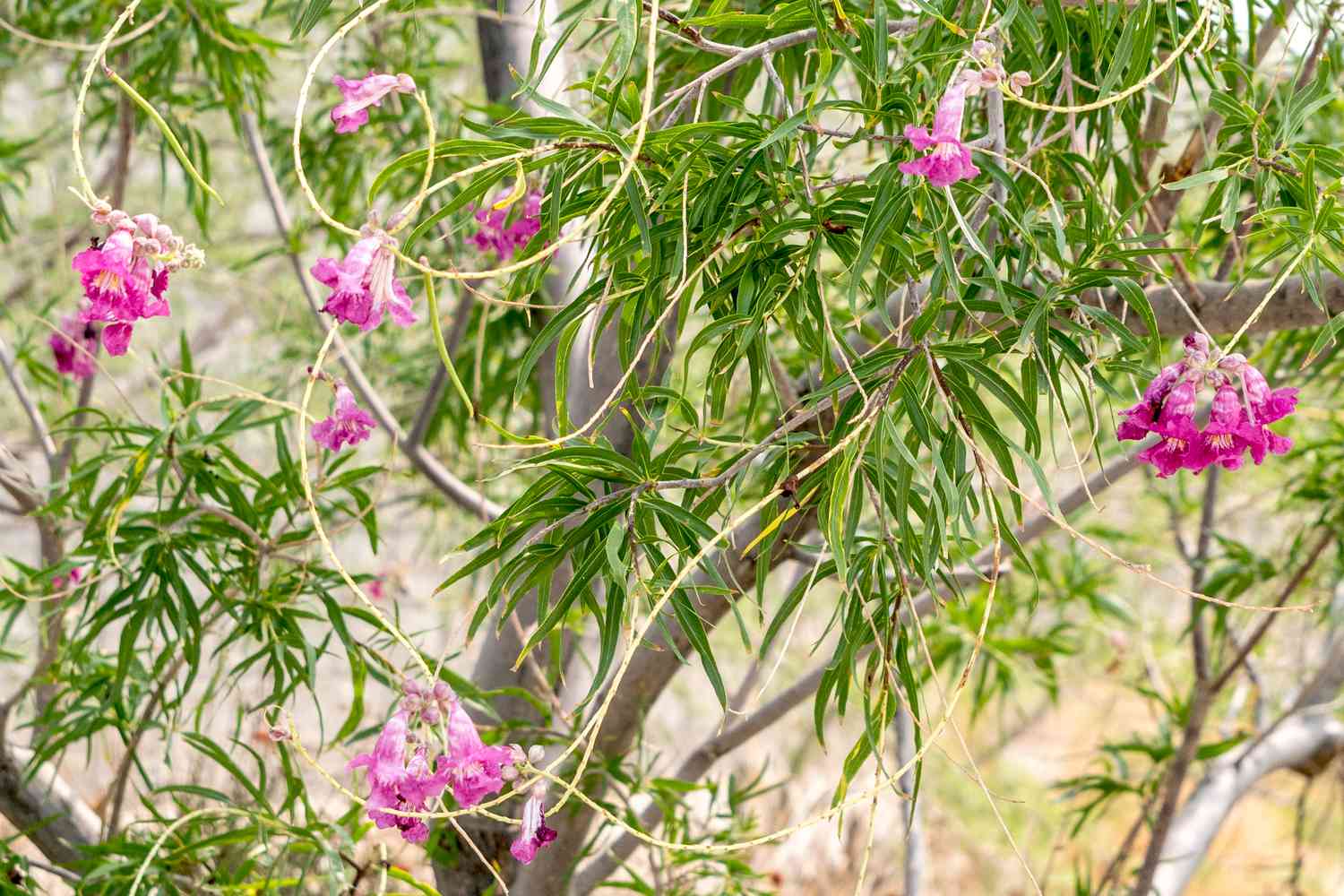 Wüstenweidenbaumzweige mit dünnen Stämmen und langen Blättern mit rosa Blüten