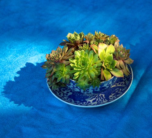 container gardening picture of succulent plants in vintage tea cup