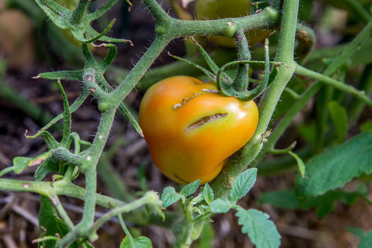spaltende Tomate an der Rebe