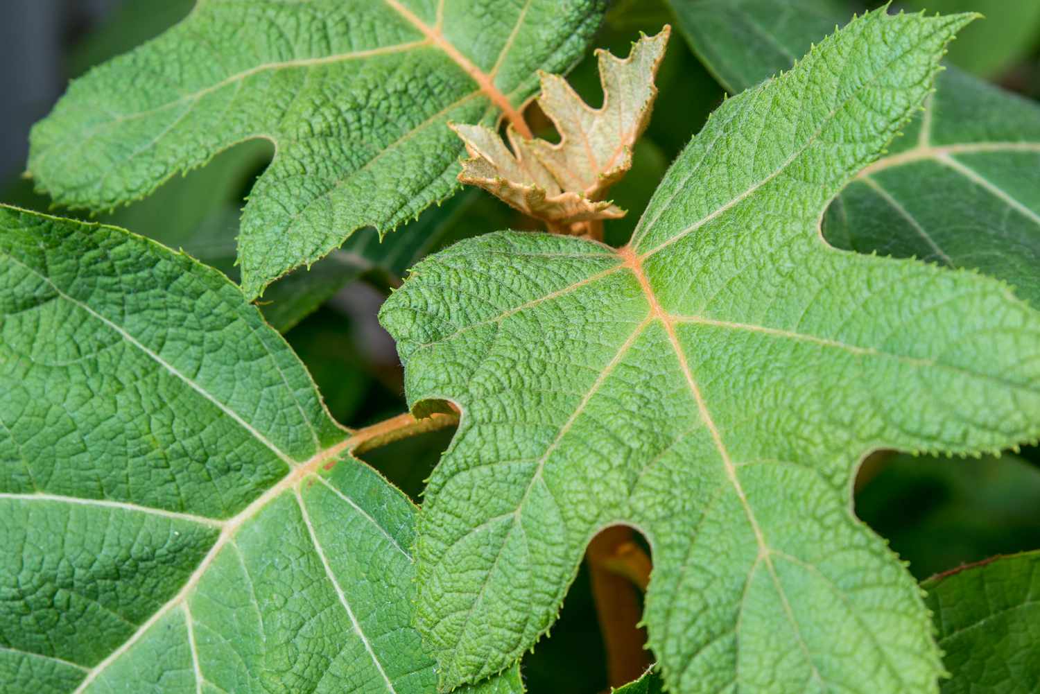 close up of oak leaf hydrangea detail