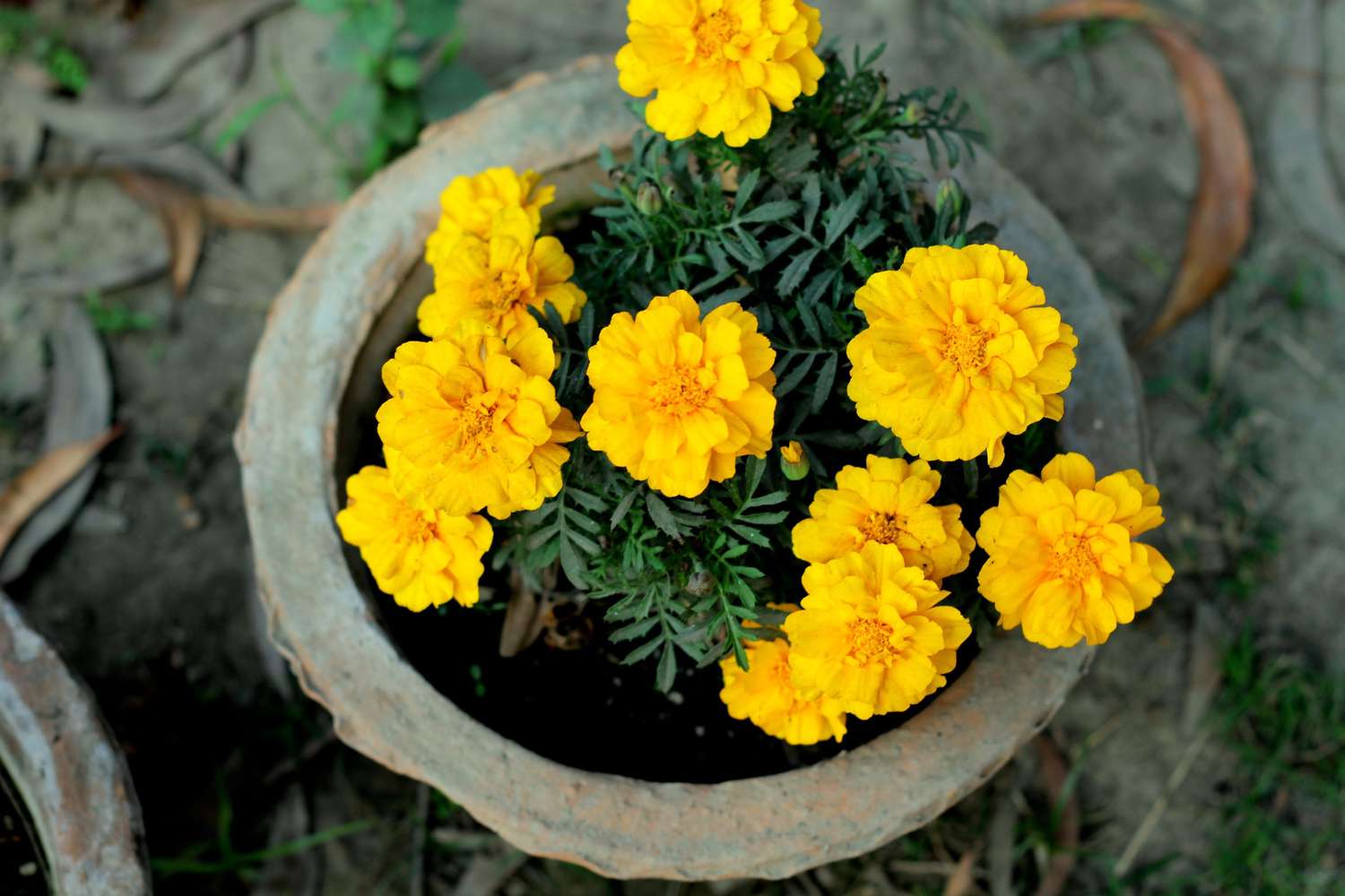 Yellow marigolds in container.