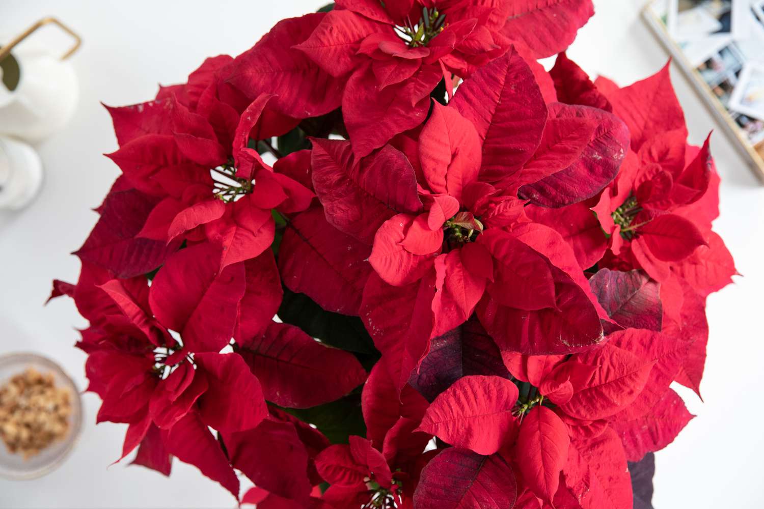 overhead of poinsettias