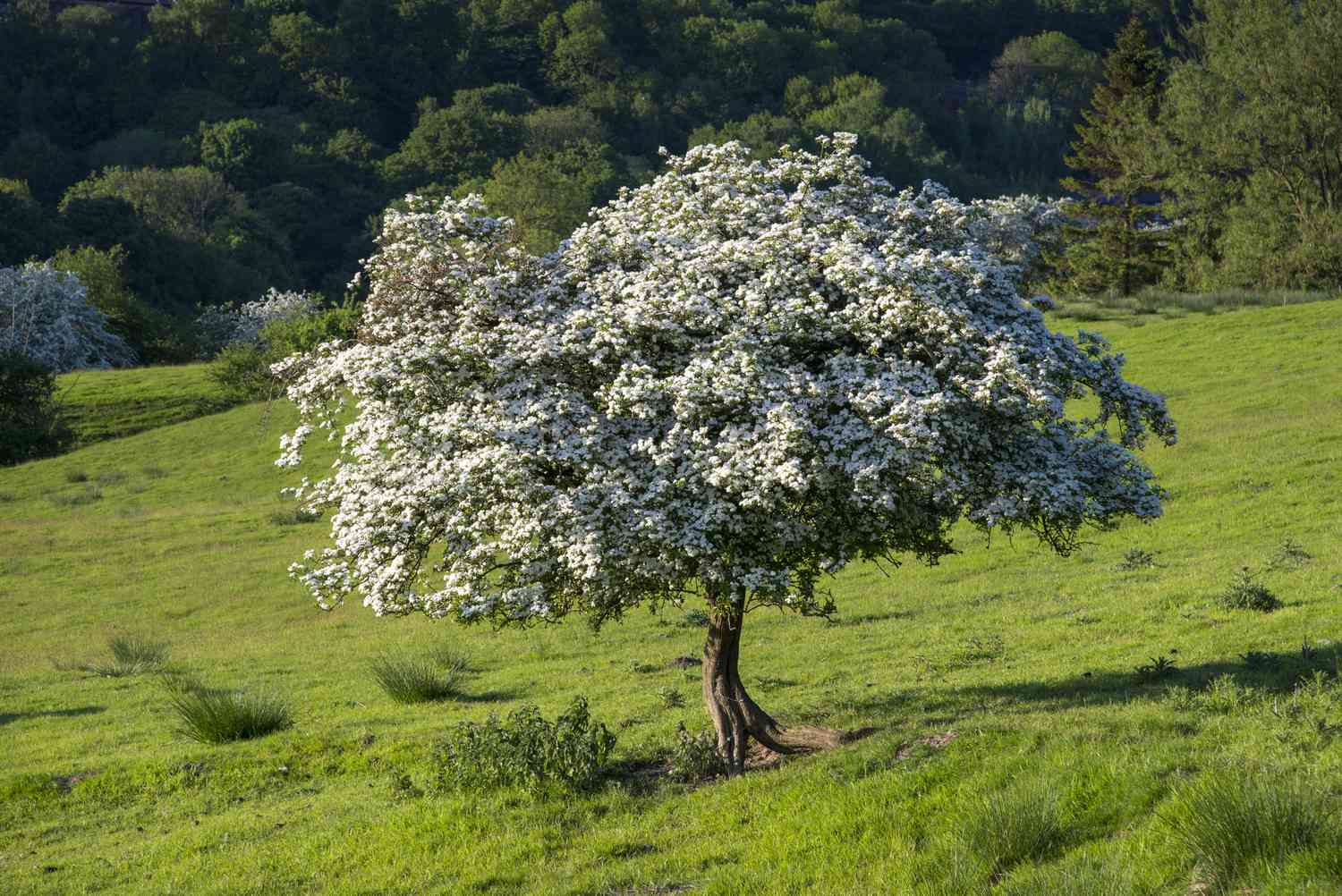 Espinheiro (Crataegus crus-galli)