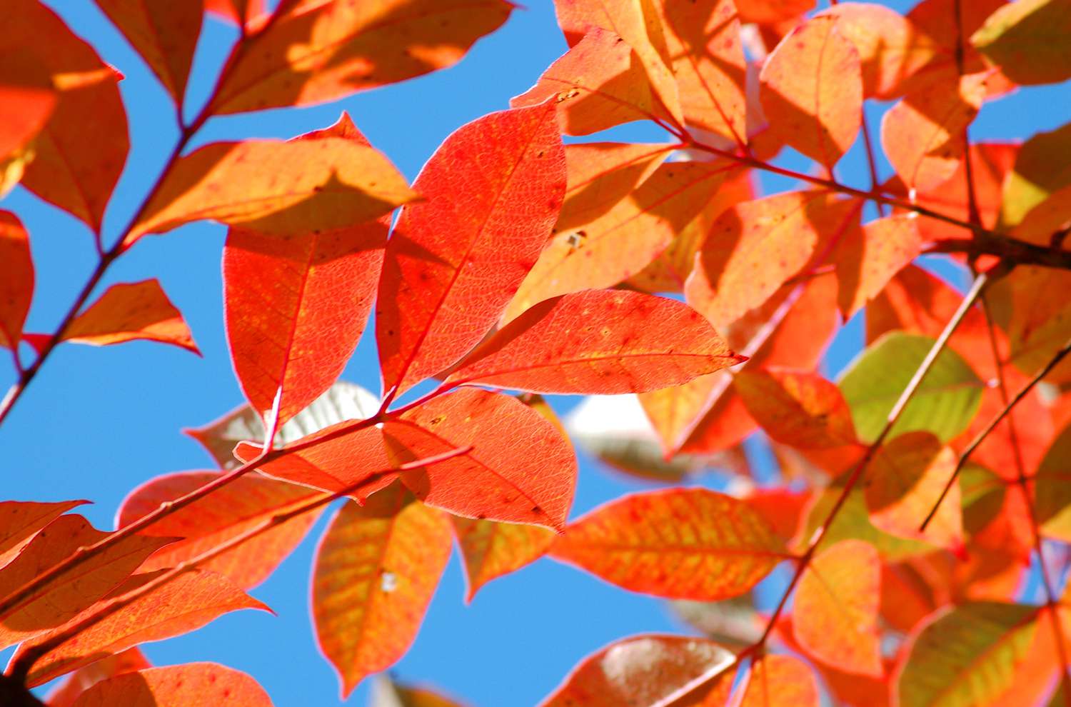 Herbstlaub von Giftsumach in Orange.