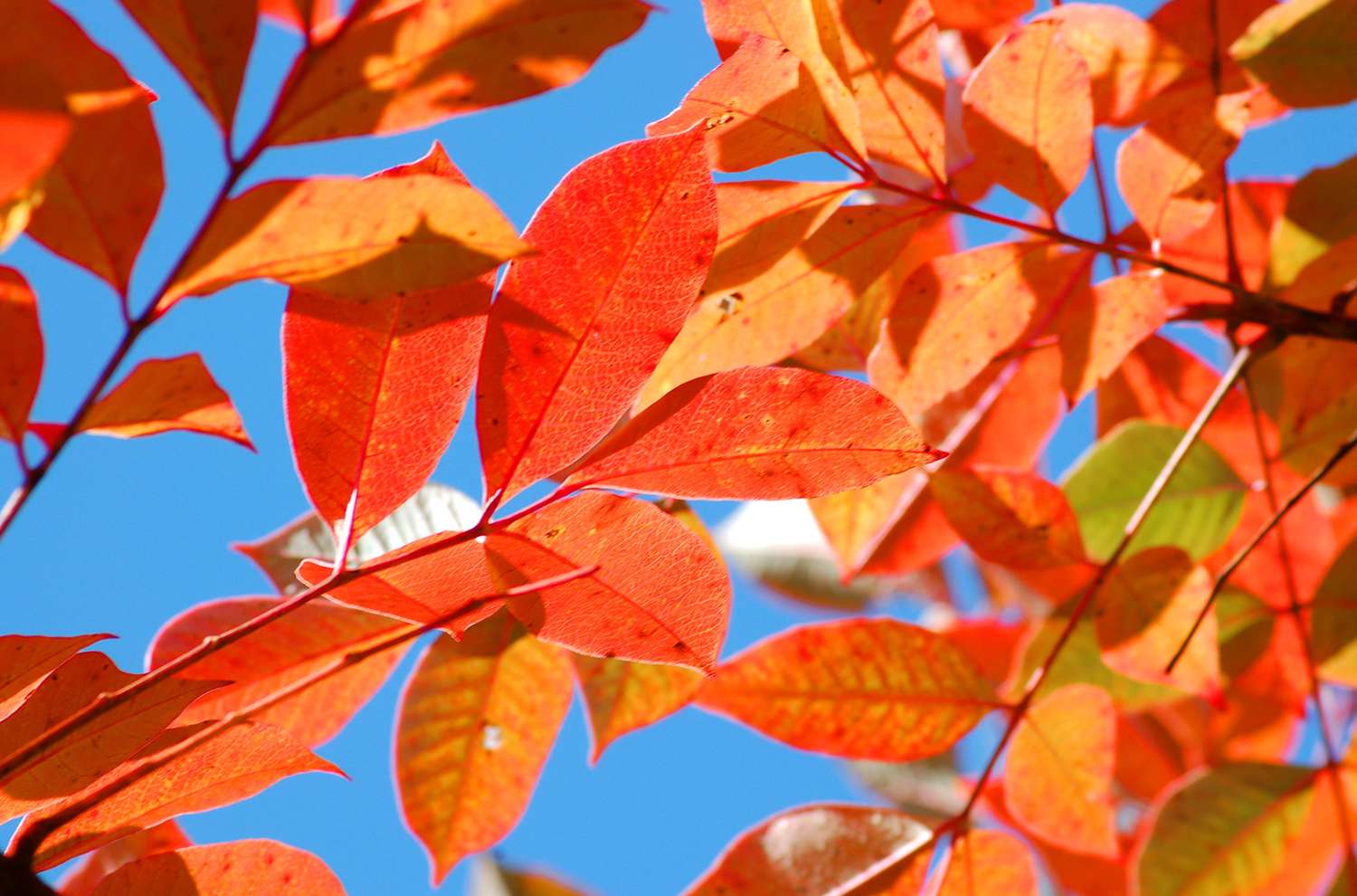 Folhagem de outono de sumagre venenoso em laranja.