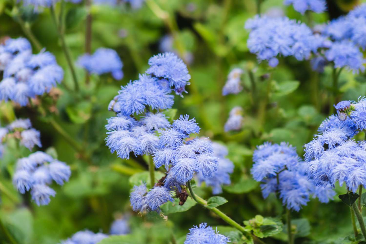 Blaues Ageratum mit blauen Blüten und Bienen