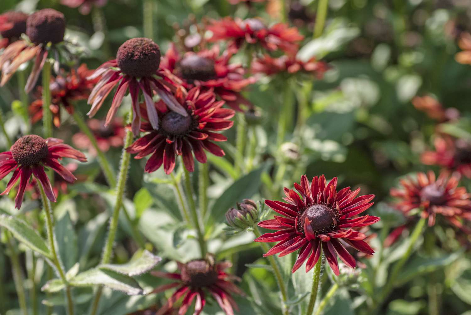 'Cherry Brandy' rudbeckia Pflanze mit roten, gänseblümchenähnlichen Blüten an dünnen Stielen