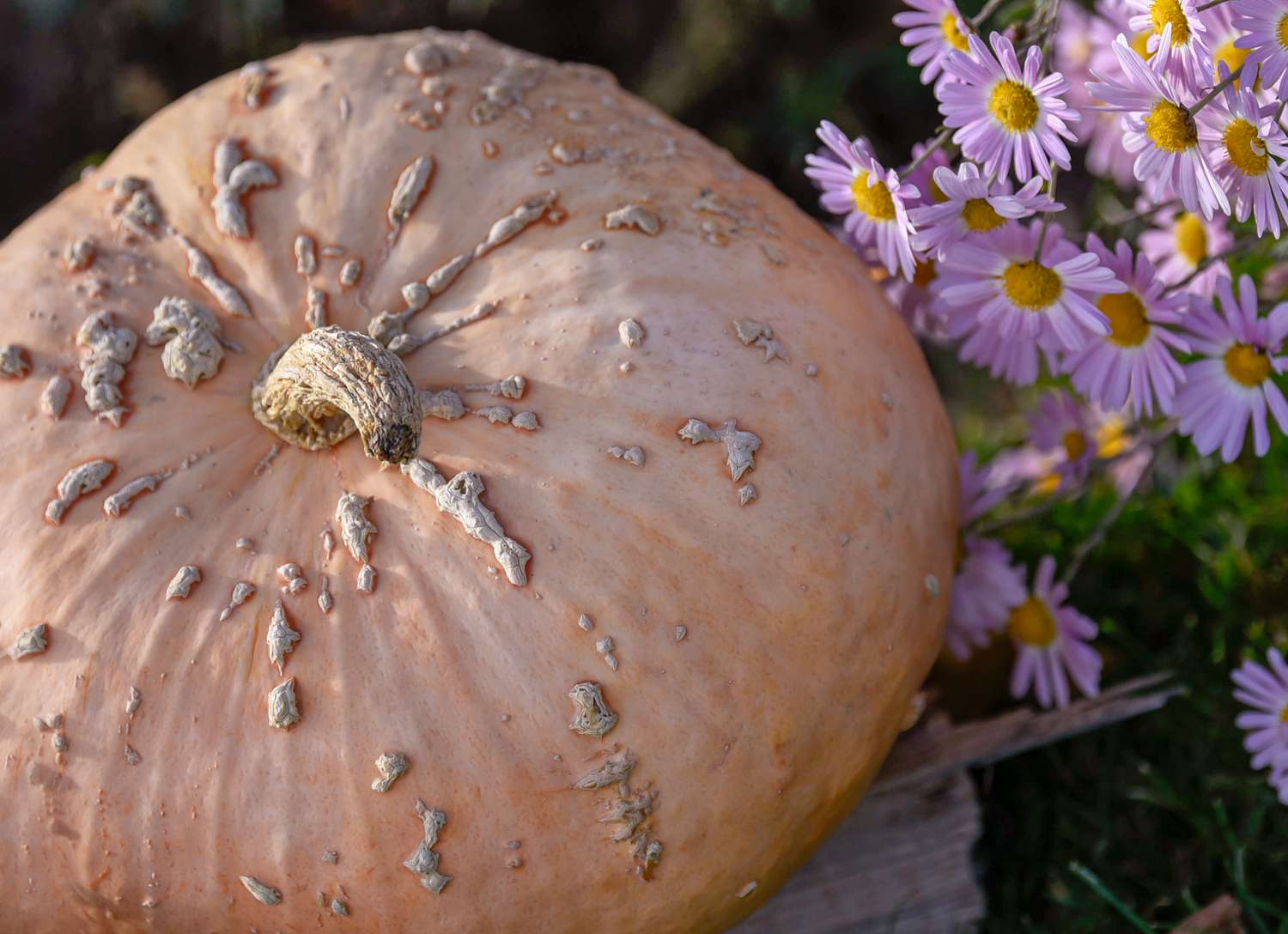 Cucurbita Maxima 'Galeux d'Eysines' junto a flores rosa claro con el centro amarillo