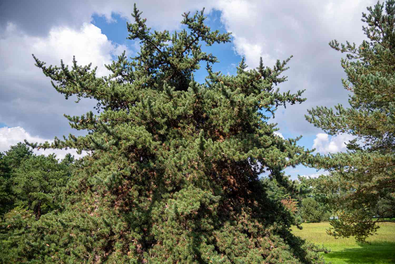 Cómo cultivar y cuidar pinos piñoneros