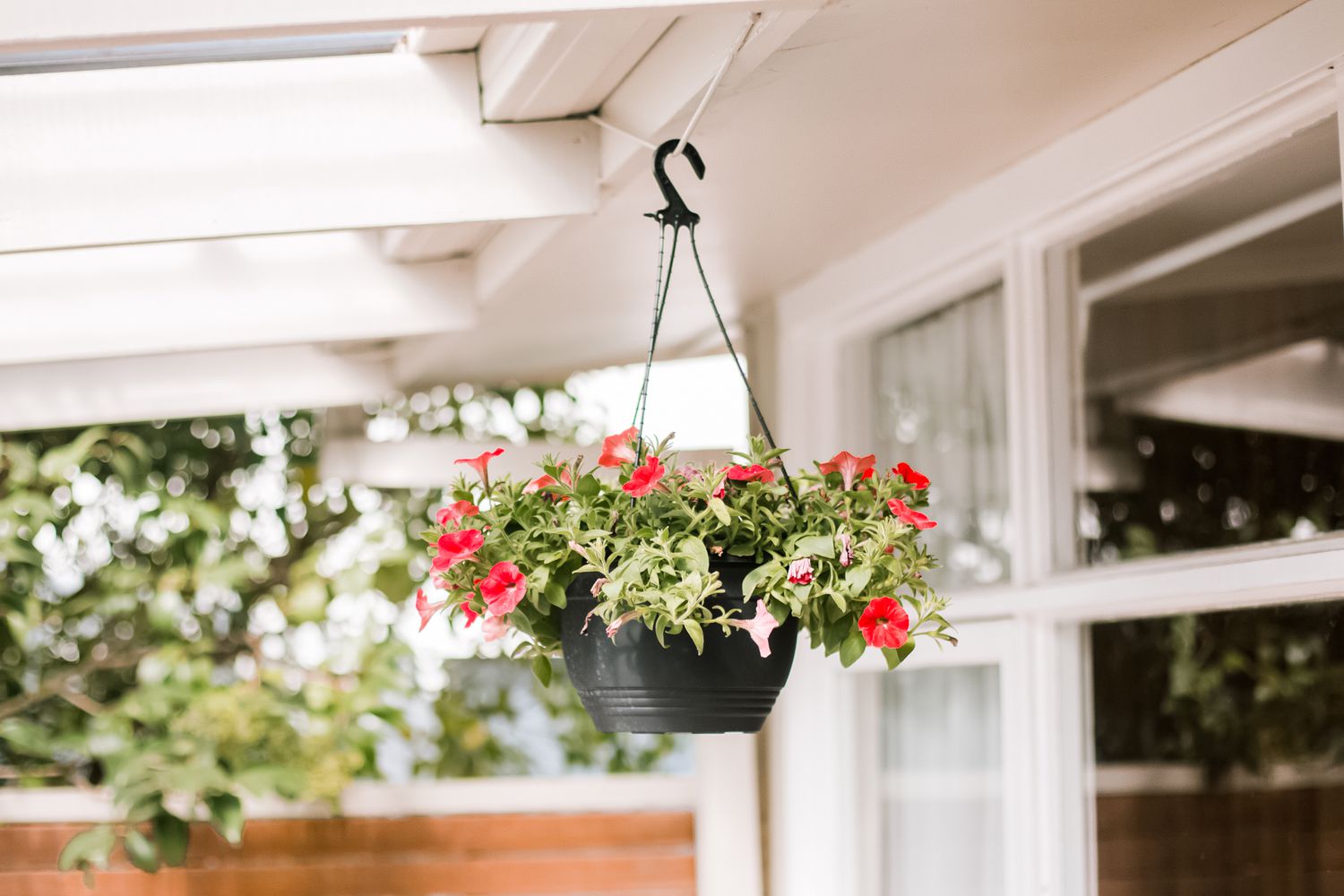 petunias in a hanging basket