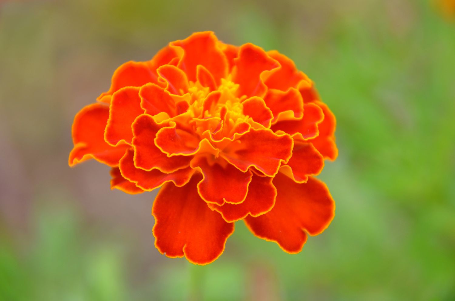 Orangefarbene Ringelblume