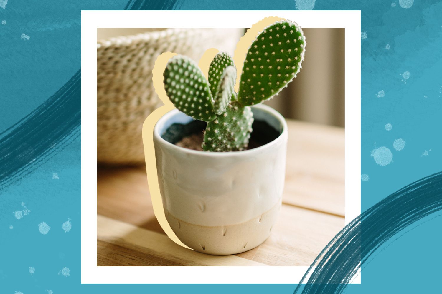 Prickly pear cactus in a ceramic planter