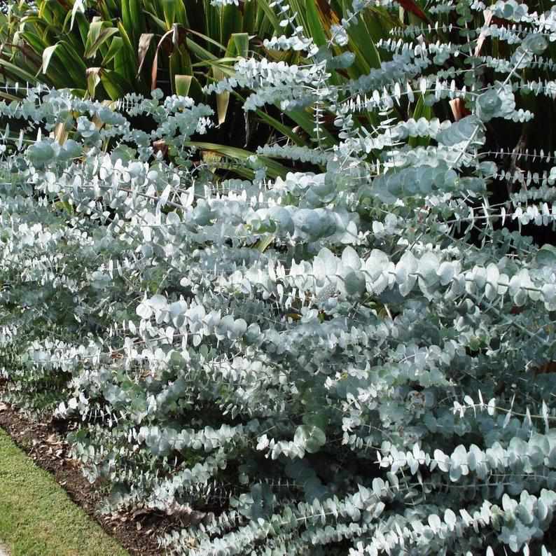 Silberdollar-Eukalyptusbaum-Zweige in einem silber-blauen Farbton