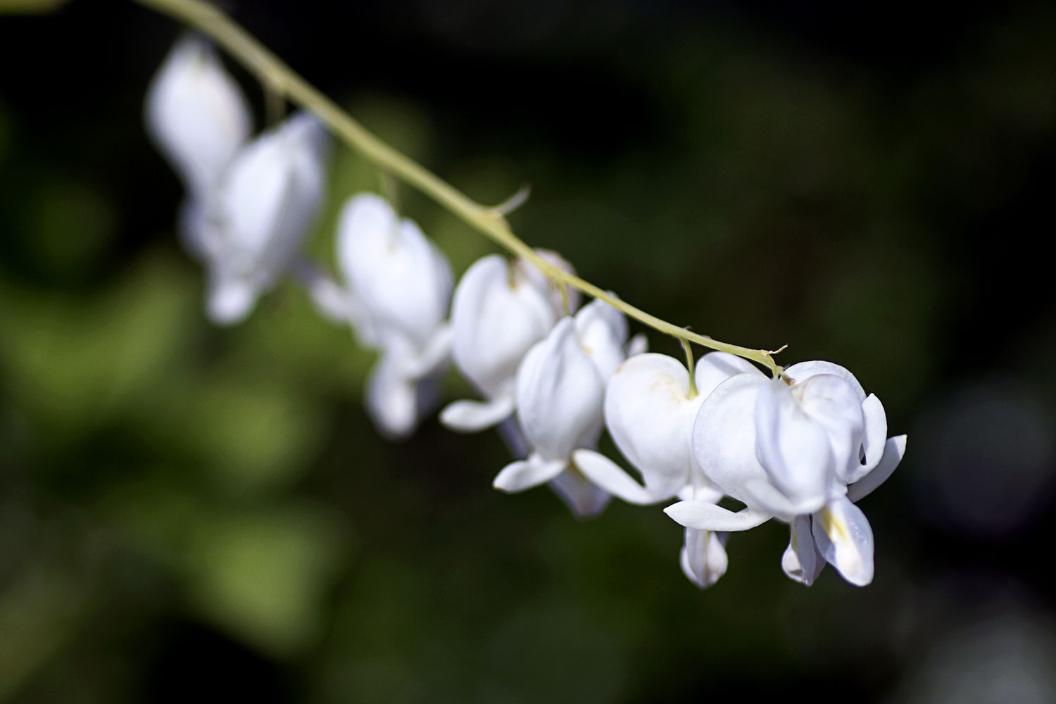 Weißes blutendes Herz