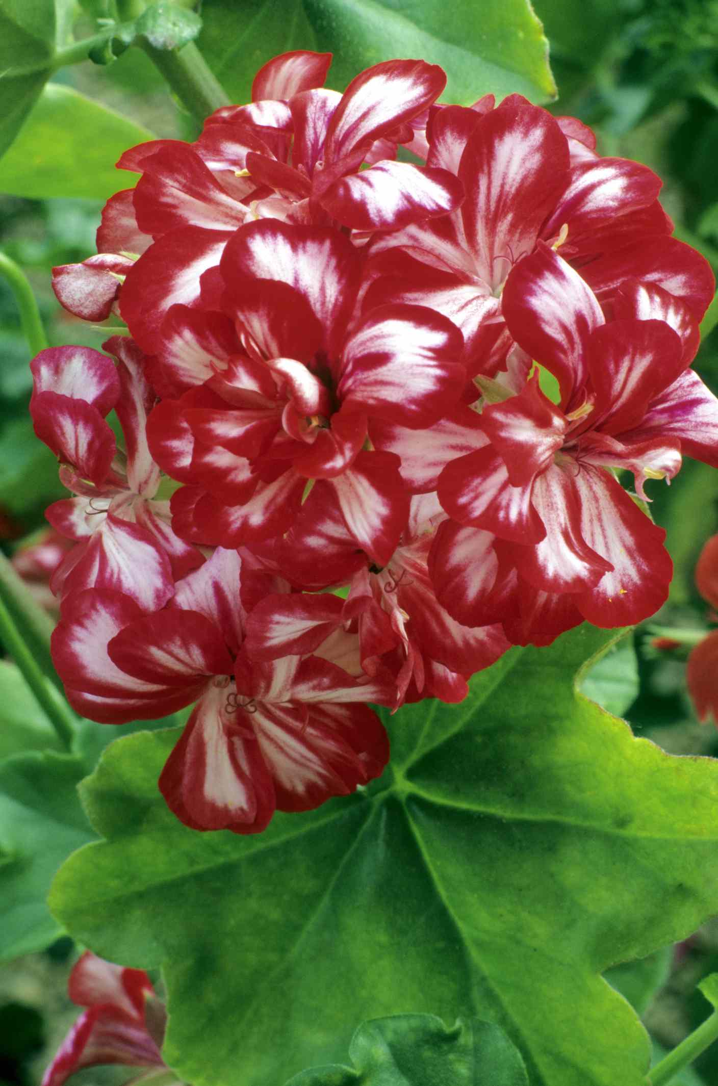 'Mahogany' Ivy Geranium