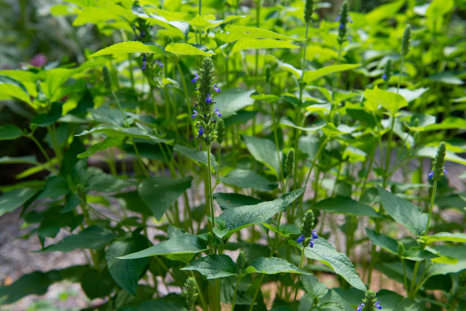 Cómo cultivar semillas de chía